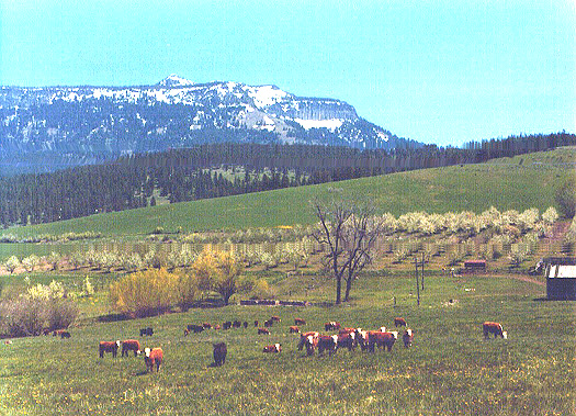 Second Nims farm in Cove