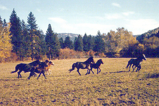 Welsh ponies in the field behind the new house.