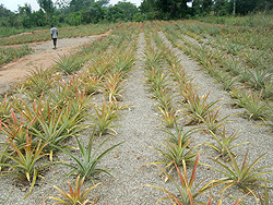 Pineapple field
